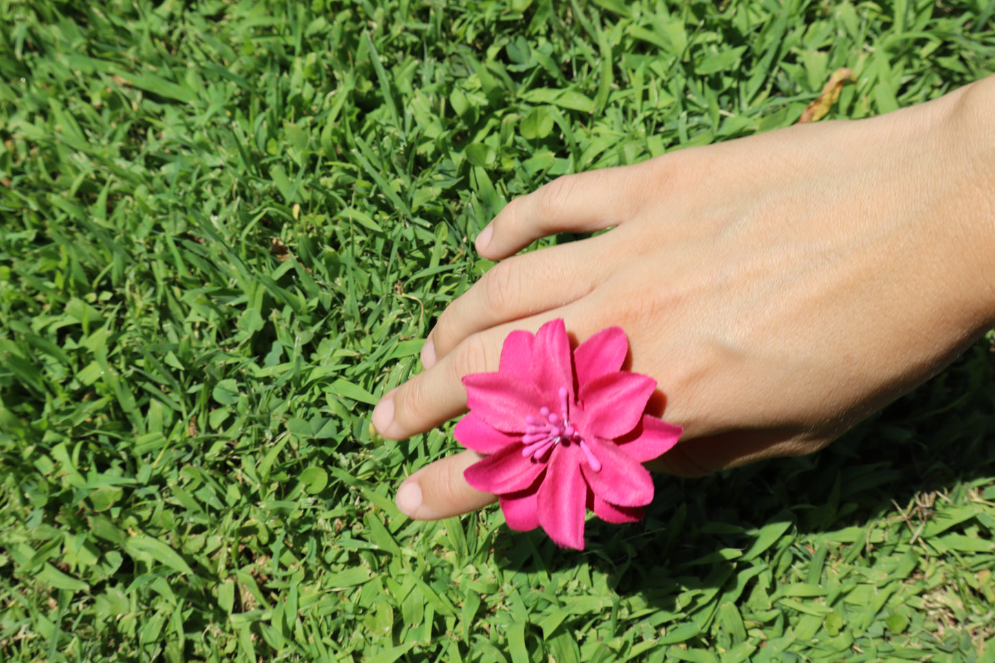 Hibiscus Rosa