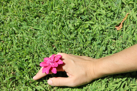 Hibiscus Rosa